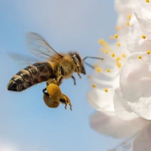 Miels d'abeilles noires sédentaires, La Reine Capricieuse