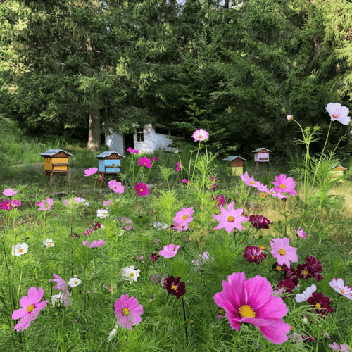 The benefits of honey, propolis and royal jelly on the skin