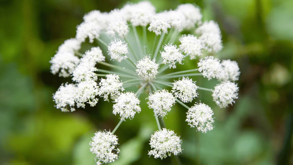 angélique pour soigner et hydrater sa peau naturellement