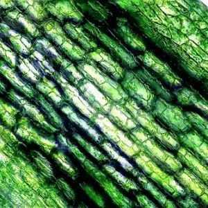 cellules souches actives de plantes, régénérer et hydrater sa peau naturellement